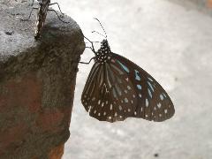 小紋青斑蝶 